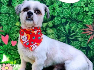 Cachorro raça Lhasa Apso idade 2 anos nome snoopy