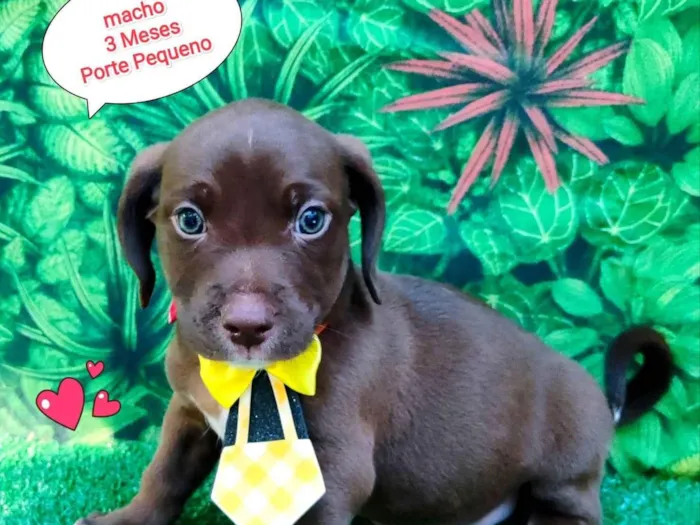 Cachorro ra a SRD-ViraLata idade 2 a 6 meses nome lucas