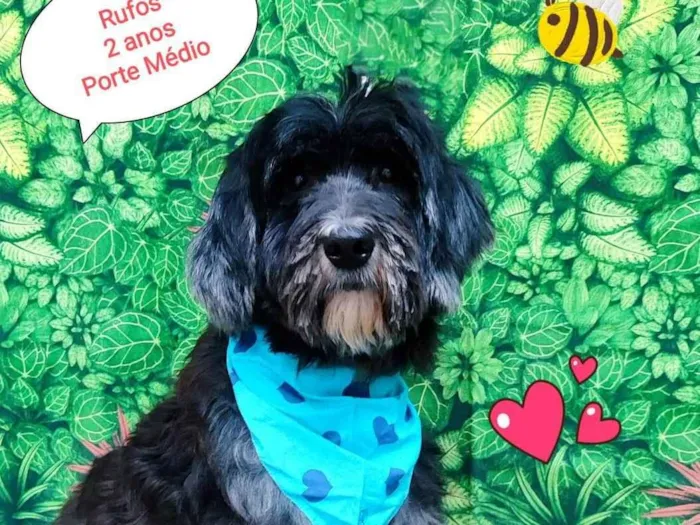 Cachorro ra a SRD-ViraLata idade 2 anos nome Rufous