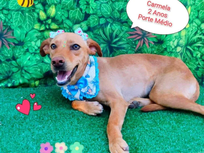 Cachorro ra a SRD-ViraLata idade 2 anos nome carmela