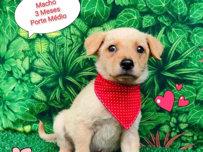 Cachorro ra a SRD-ViraLata idade 2 a 6 meses nome Noah