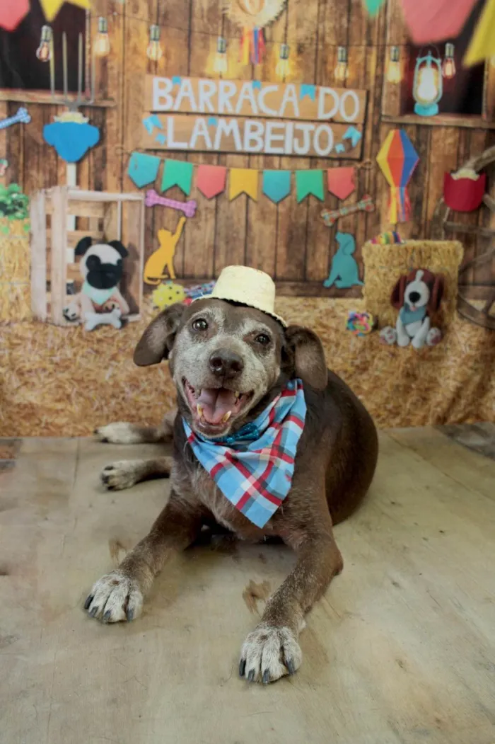 Cachorro ra a SRD-ViraLata idade 6 ou mais anos nome Chocolate 