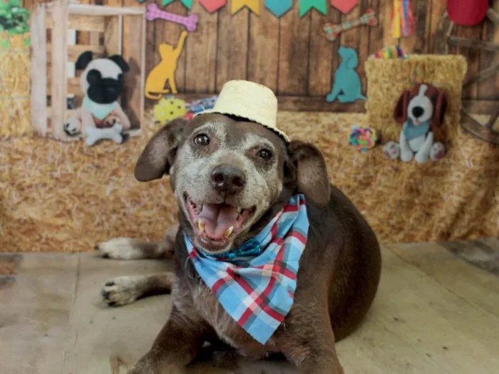 Cachorro ra a SRD-ViraLata idade 6 ou mais anos nome Chocolate 