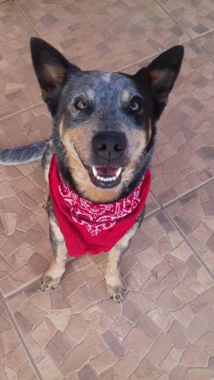 Cachorro ra a SRD-ViraLata idade 6 ou mais anos nome Frida