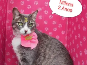 Gato raça SRD-ViraLata idade 2 anos nome milena