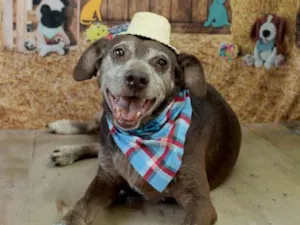 Cachorro raça SRD-ViraLata idade 6 ou mais anos nome Chocolate 