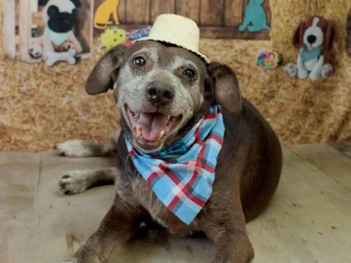 Cachorro ra a SRD-ViraLata idade 6 ou mais anos nome Chocolate 