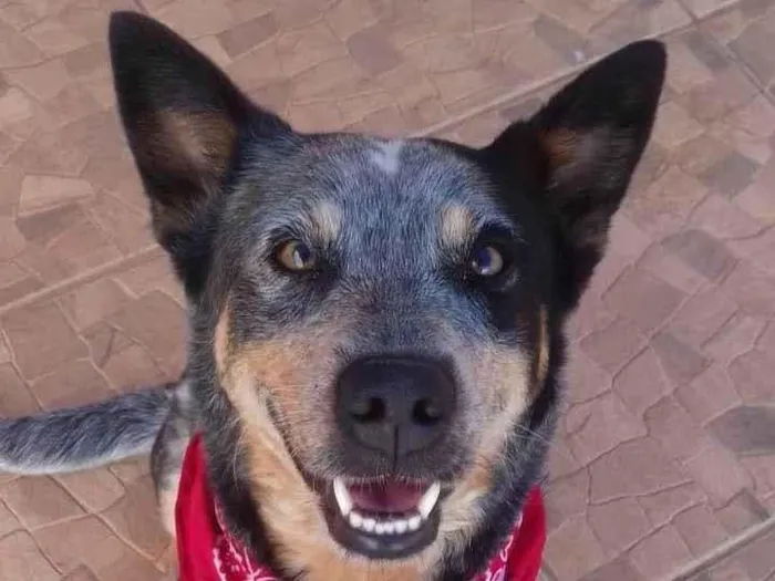 Cachorro ra a SRD-ViraLata idade 6 ou mais anos nome Frida