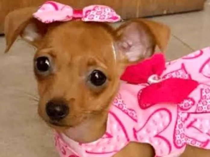 Cachorro ra a SRD-ViraLata idade 7 a 11 meses nome Mila 