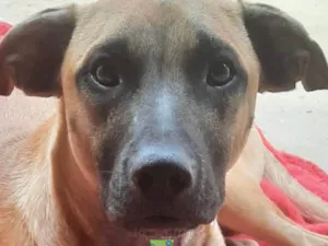 Cachorro raça SRD-ViraLata idade 7 a 11 meses nome Doação 