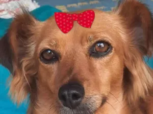 Cachorro raça SRD-ViraLata idade 1 ano nome Doação 
