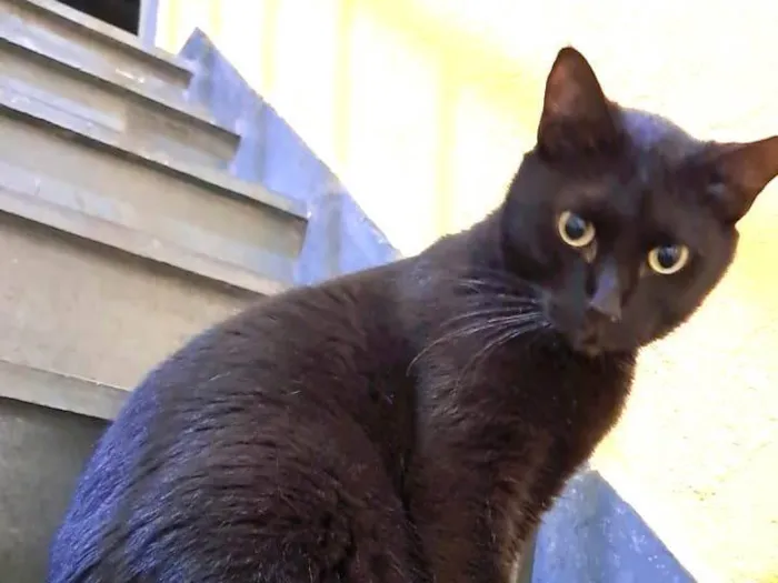 Gato ra a SRD idade 1 ano nome TALES