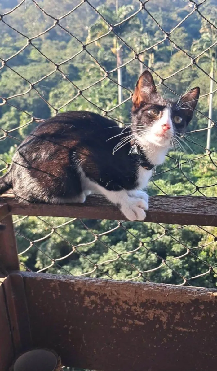 Gato ra a SRD-ViraLata idade 2 a 6 meses nome Caetano