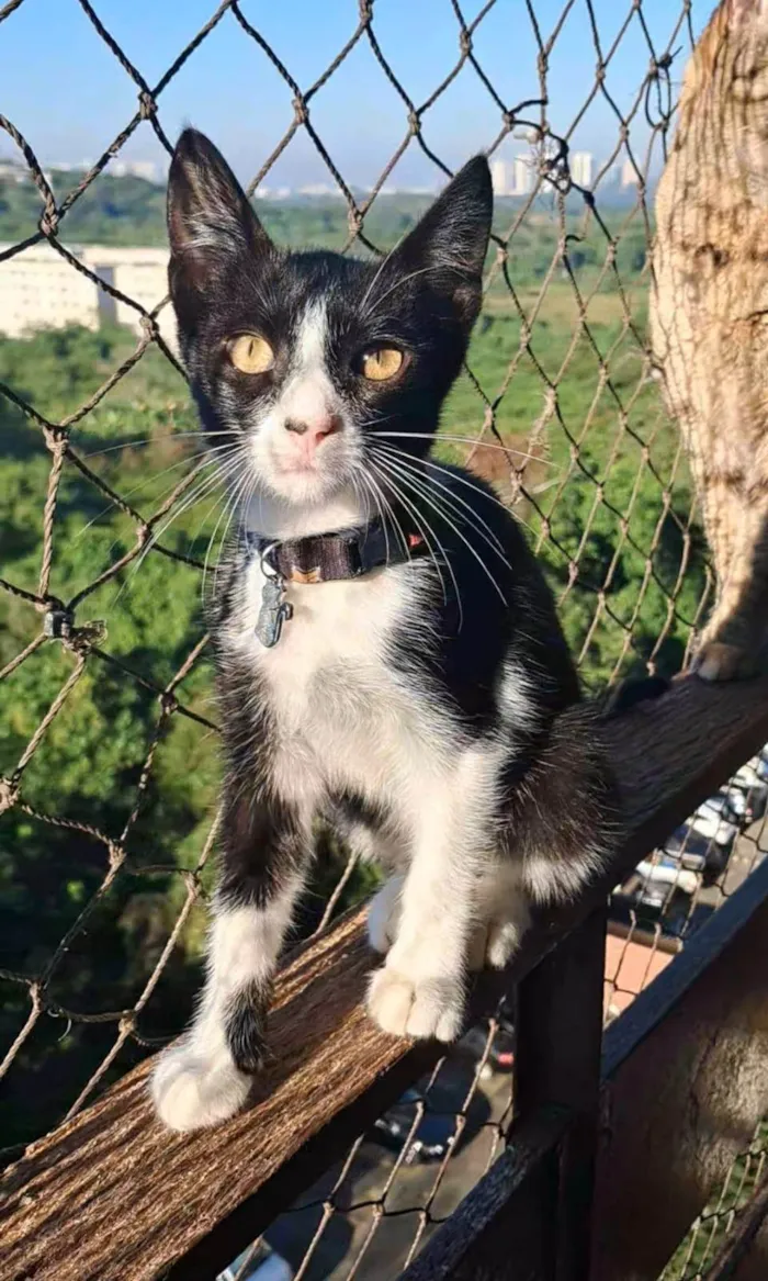 Gato ra a SRD-ViraLata idade 2 a 6 meses nome Caetano