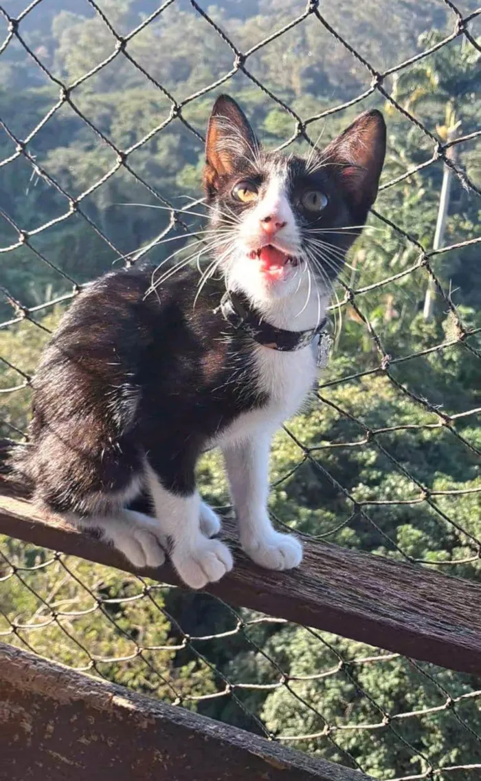 Gato ra a SRD-ViraLata idade 2 a 6 meses nome Caetano