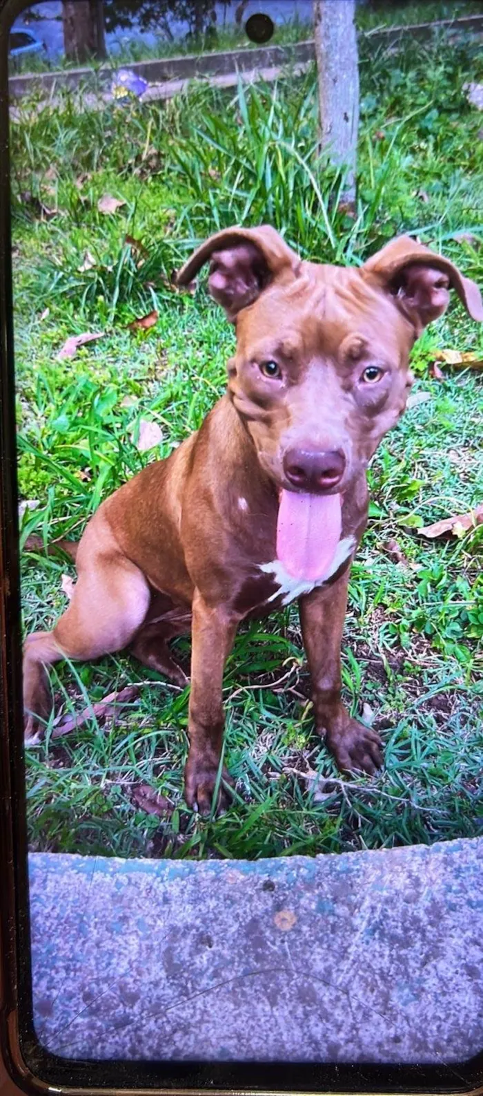 Cachorro ra a Pitbull idade 1 ano nome Cacau