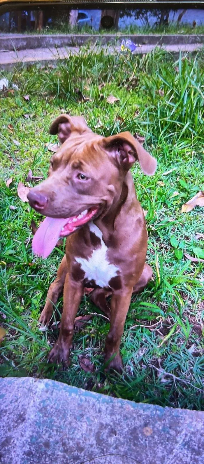 Cachorro ra a Pitbull idade 1 ano nome Cacau