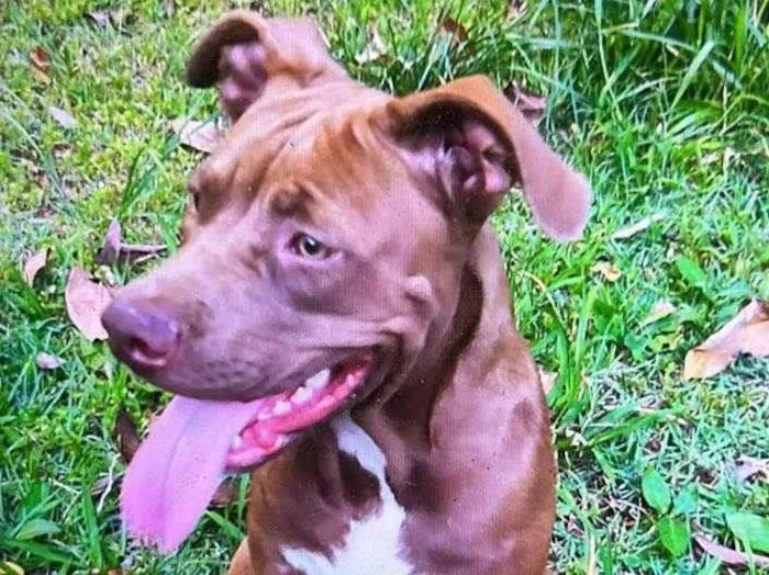 Cachorro ra a Pitbull idade 1 ano nome Cacau