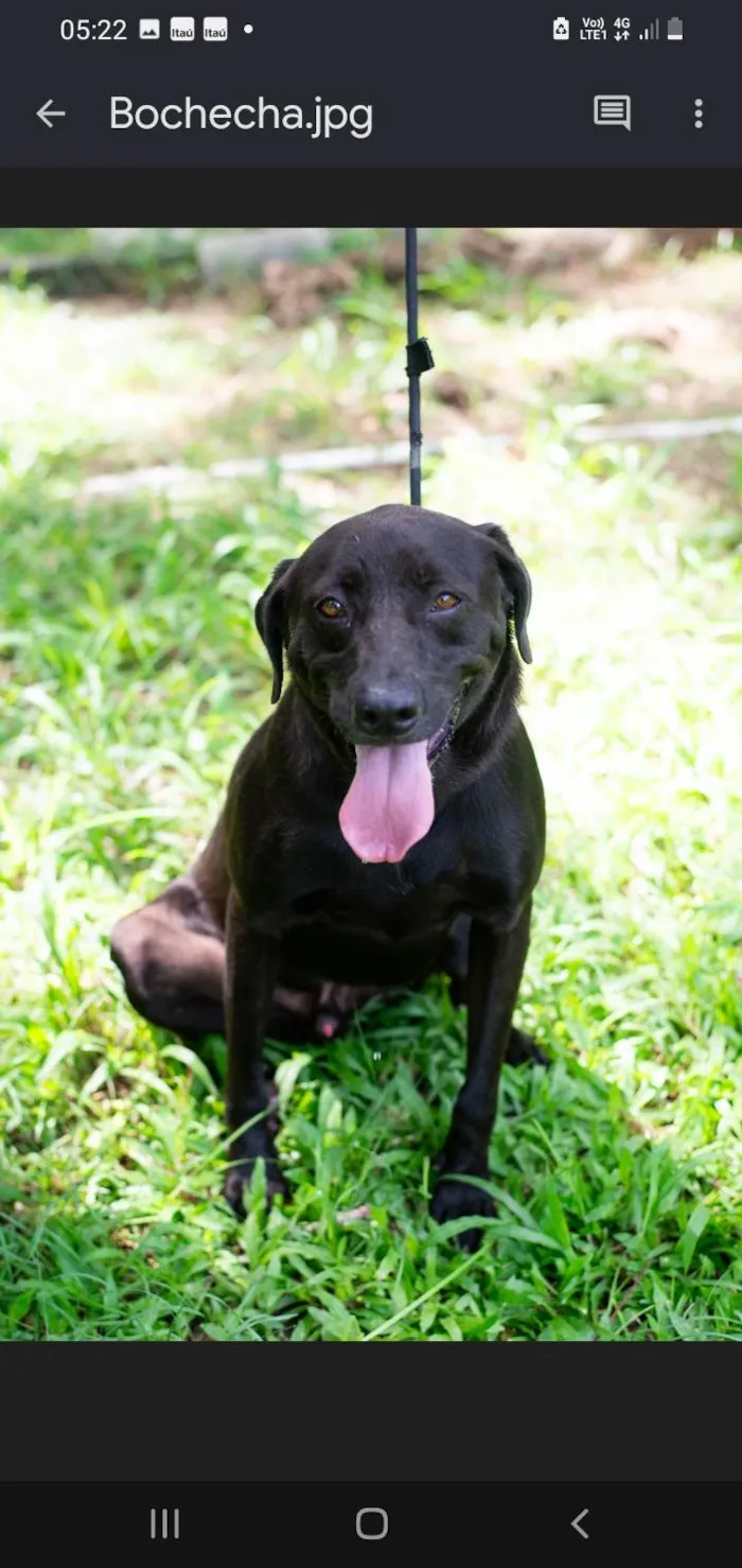 Cachorro ra a SRD-ViraLata idade 3 anos nome Bochecha