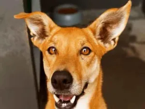 Cachorro raça SRD-ViraLata idade 1 ano nome Mari