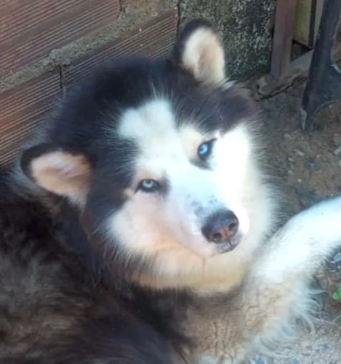 Cachorro ra a Husky Siberiano idade 3 anos nome Eros 