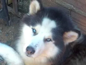 Cachorro raça Husky Siberiano idade 3 anos nome Eros 