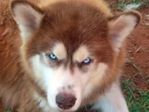 Cachorro raça Husky Siberiano idade 3 anos nome Marley 