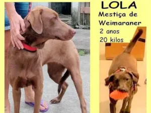 Cachorro raça SRD-ViraLata idade 2 anos nome Lola 