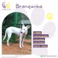 Branquinha