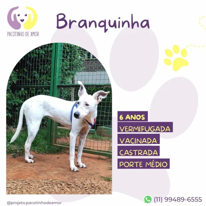 Cachorro ra a SRD-ViraLata idade 6 ou mais anos nome Branquinha