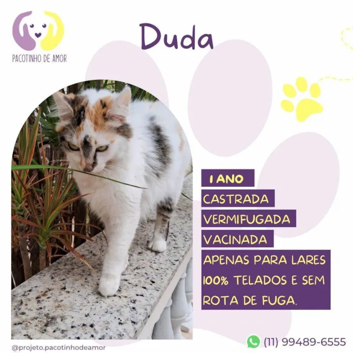 Gato ra a SRD-ViraLata idade 1 ano nome Duda