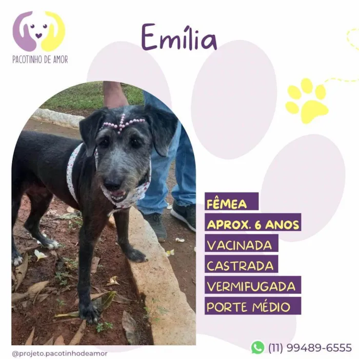 Cachorro ra a SRD-ViraLata idade 6 ou mais anos nome Emilia