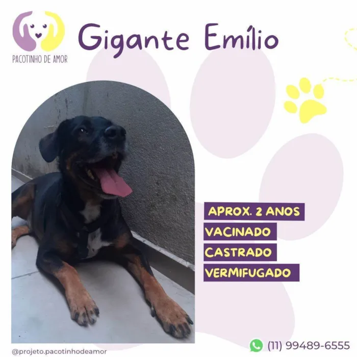 Cachorro ra a SRD-ViraLata idade 2 anos nome Gigante Emilio