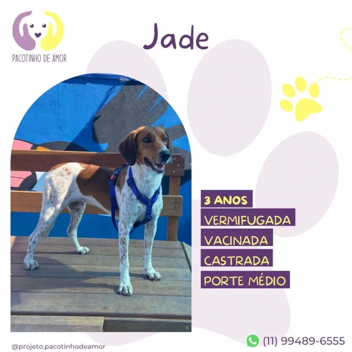 Cachorro ra a SRD-ViraLata idade 3 anos nome Jade