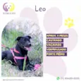 Leo