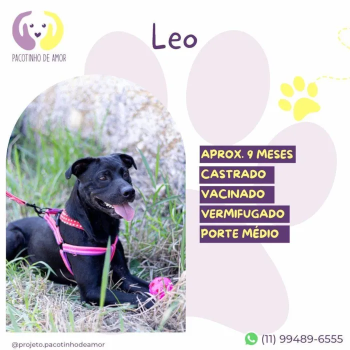 Cachorro ra a SRD-ViraLata idade 7 a 11 meses nome Leo