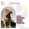 Maraisa