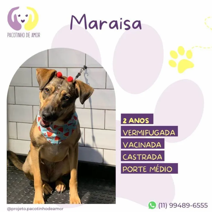 Cachorro ra a SRD-ViraLata idade 2 anos nome Maraisa