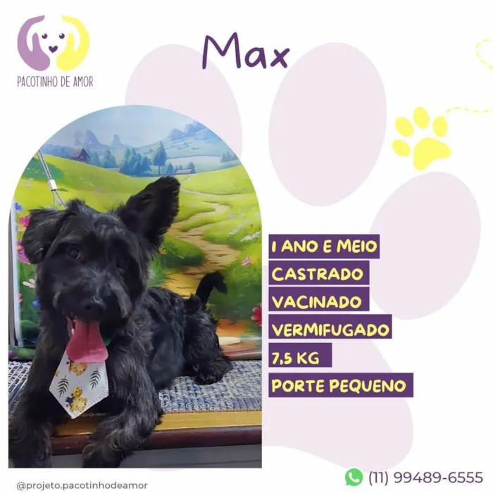 Cachorro ra a SRD-ViraLata idade 1 ano nome Max