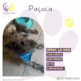 Pacoca