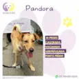 Pandora