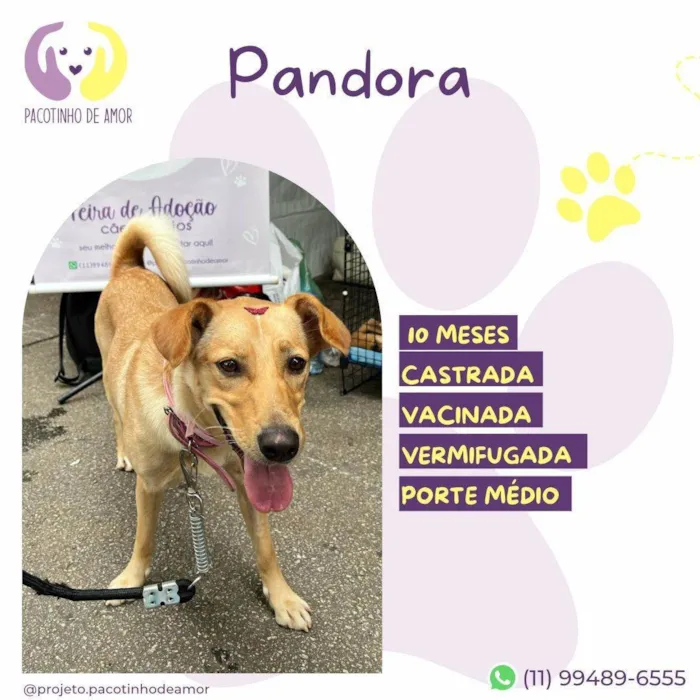 Cachorro ra a SRD-ViraLata idade 7 a 11 meses nome Pandora