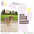 Pluto