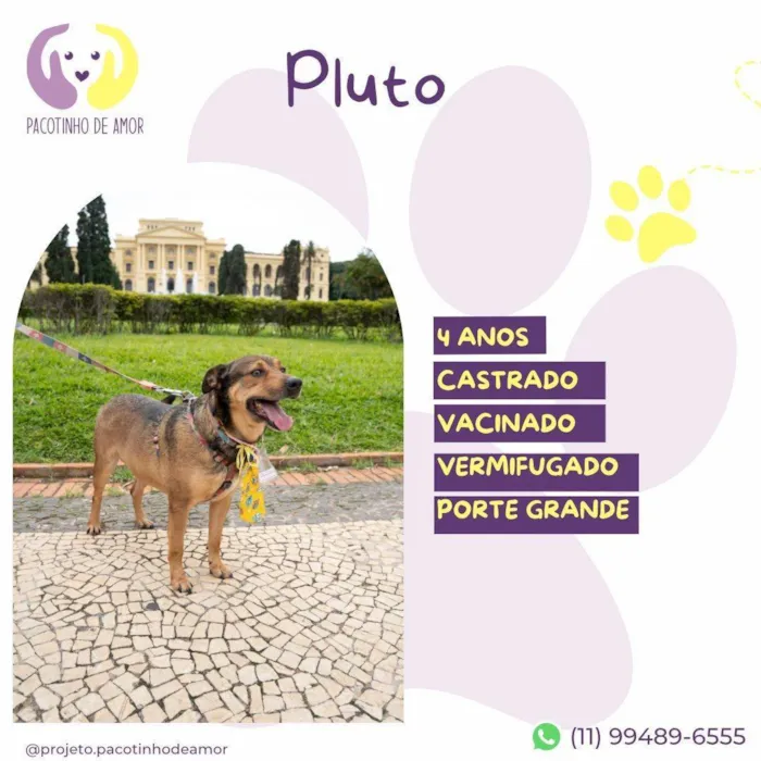 Cachorro ra a SRD-ViraLata idade 4 anos nome Pluto