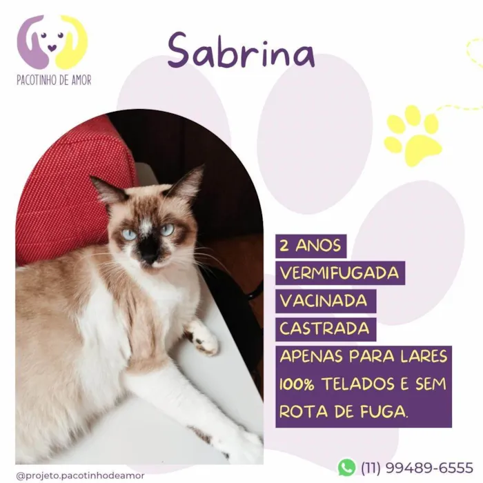 Gato ra a SRD-ViraLata idade 2 anos nome Sabrina