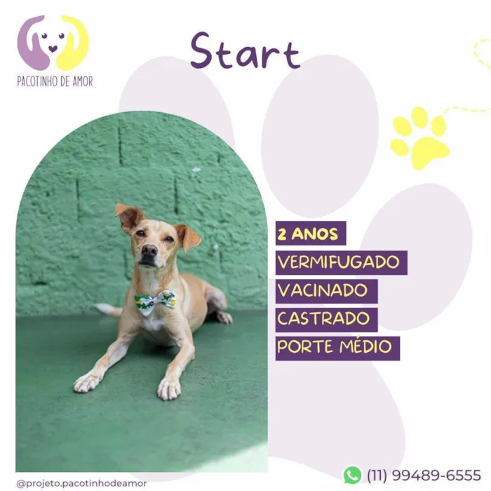 Cachorro ra a SRD-ViraLata idade 2 anos nome Start