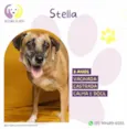 Stella