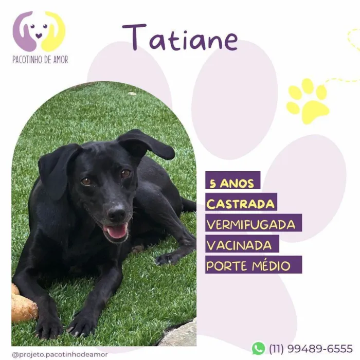 Cachorro ra a SRD-ViraLata idade 5 anos nome Tatiane