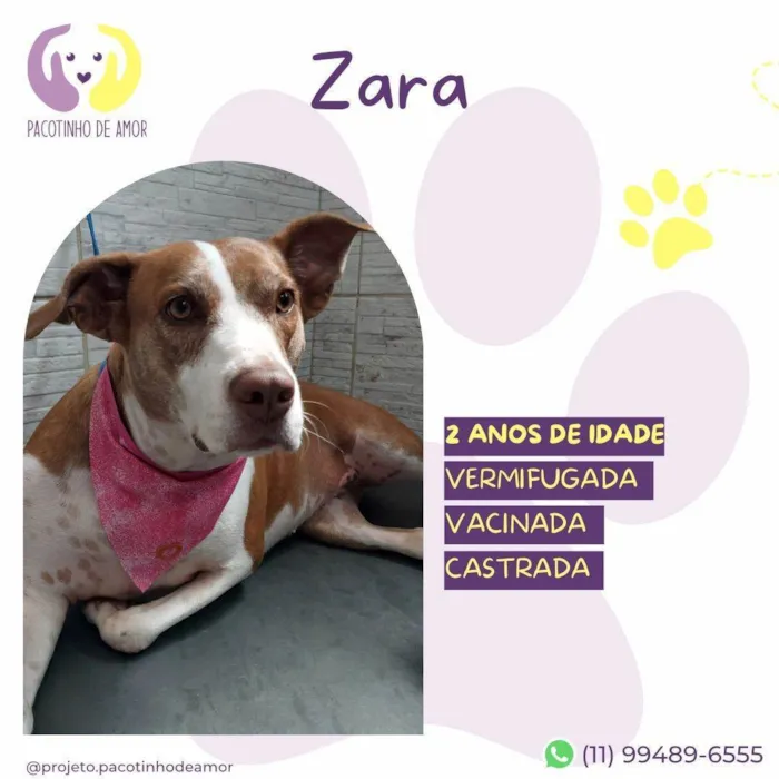 Cachorro ra a SRD-ViraLata idade 2 anos nome Zara