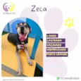 Zeca